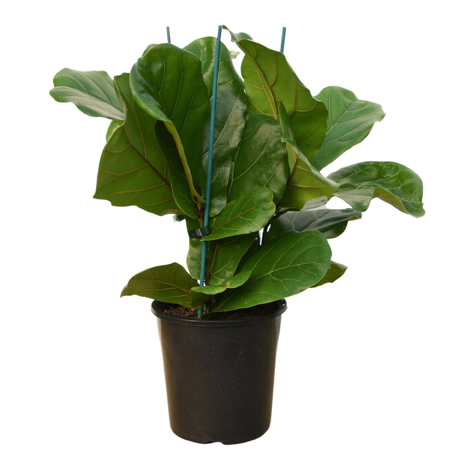 Ficas Lyrata 'Fiddle Leaf Fig'  20cm