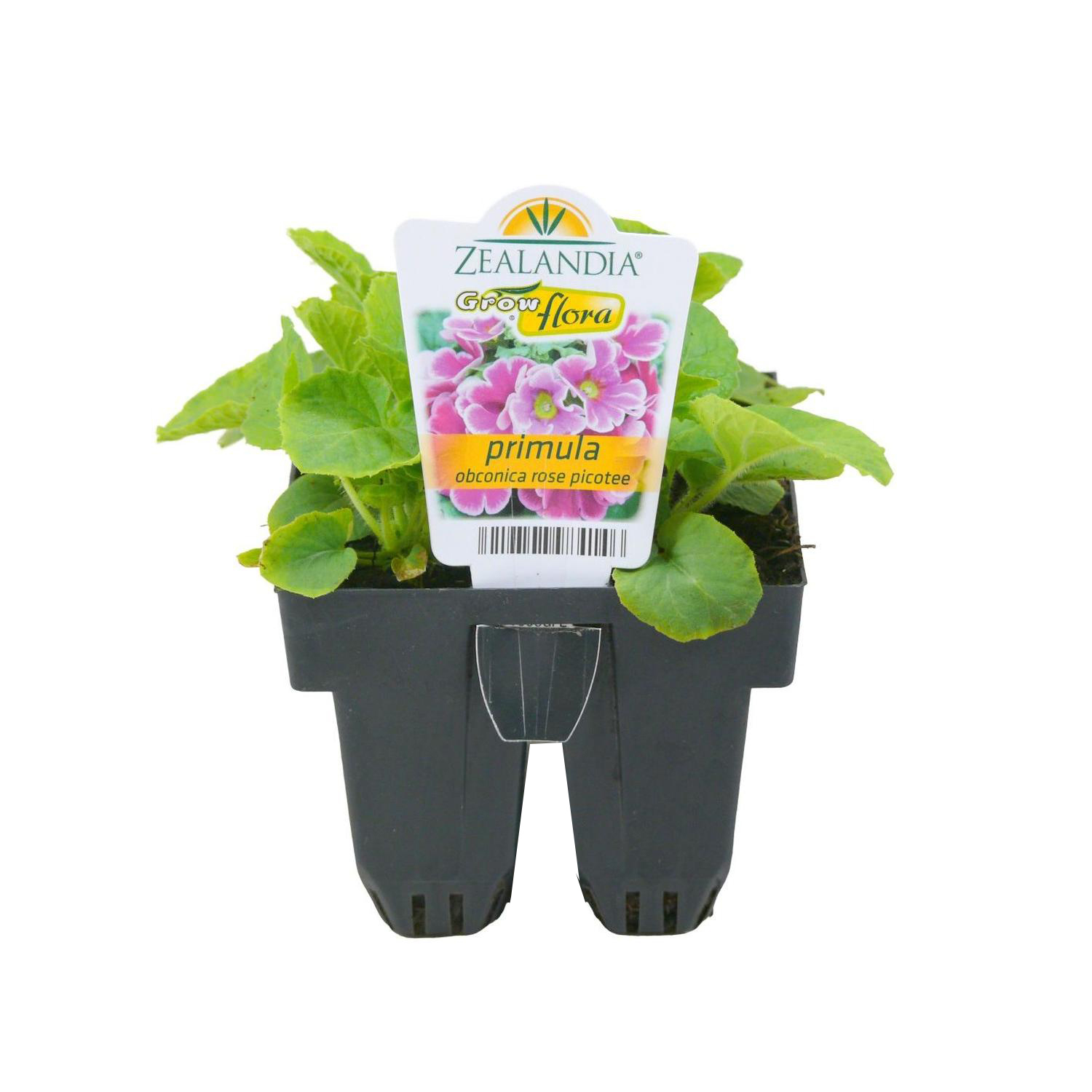 Primula Obconica