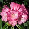 Rhododendron 'Noyo Brave'