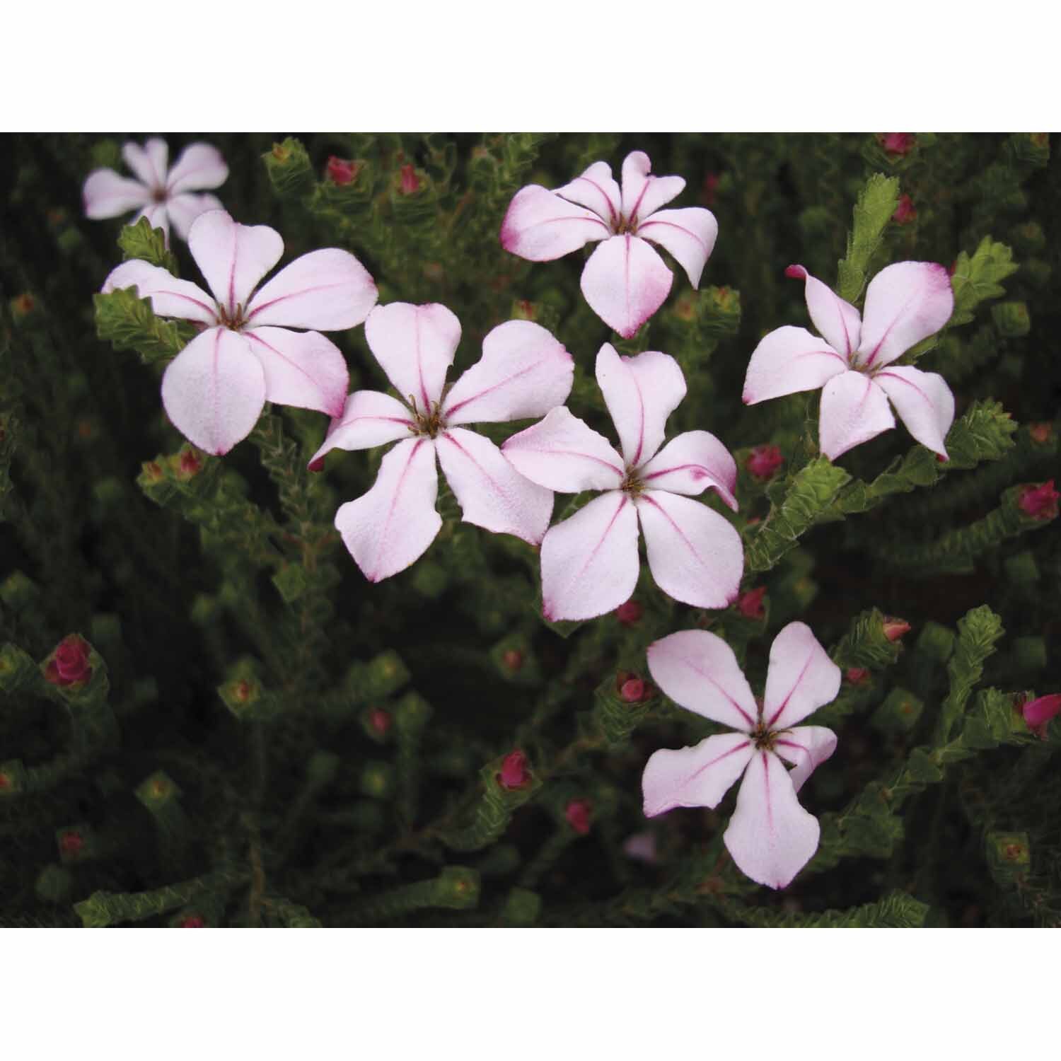 Acmadenia Pink Butterflies
