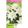 Lily Oriental Roselily Aisha  Pack of 1