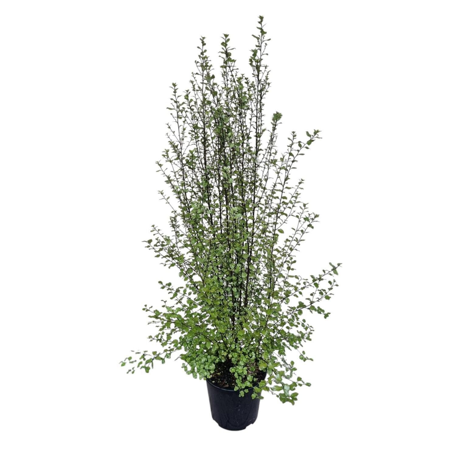 Pittosporum Silver Sheen 2L
