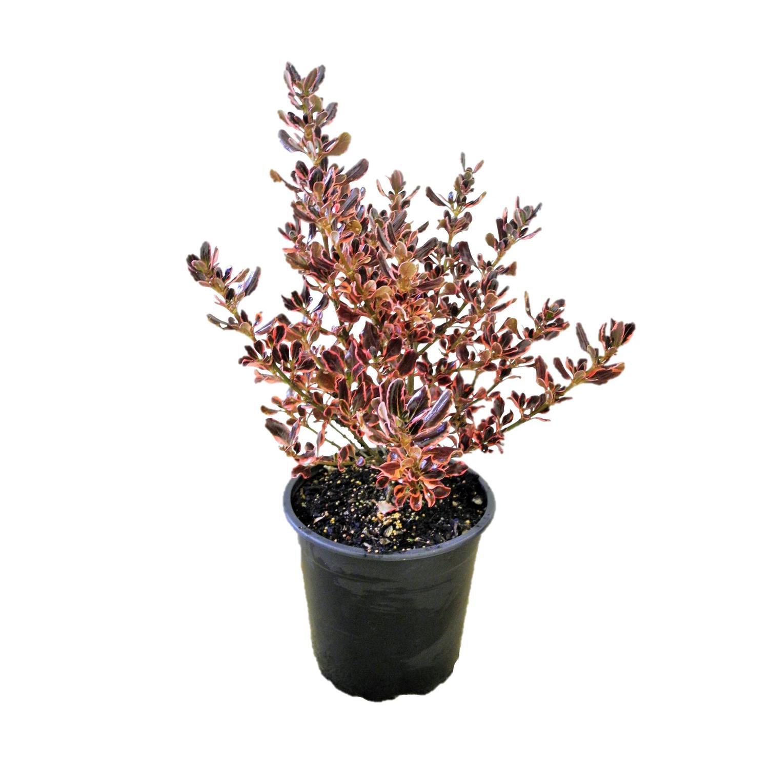 Coprosma Pacific Sunrise