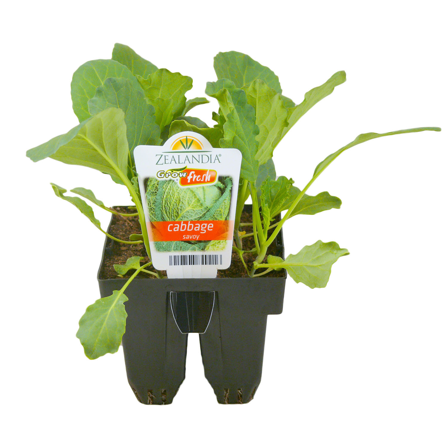 Cabbage Savoy