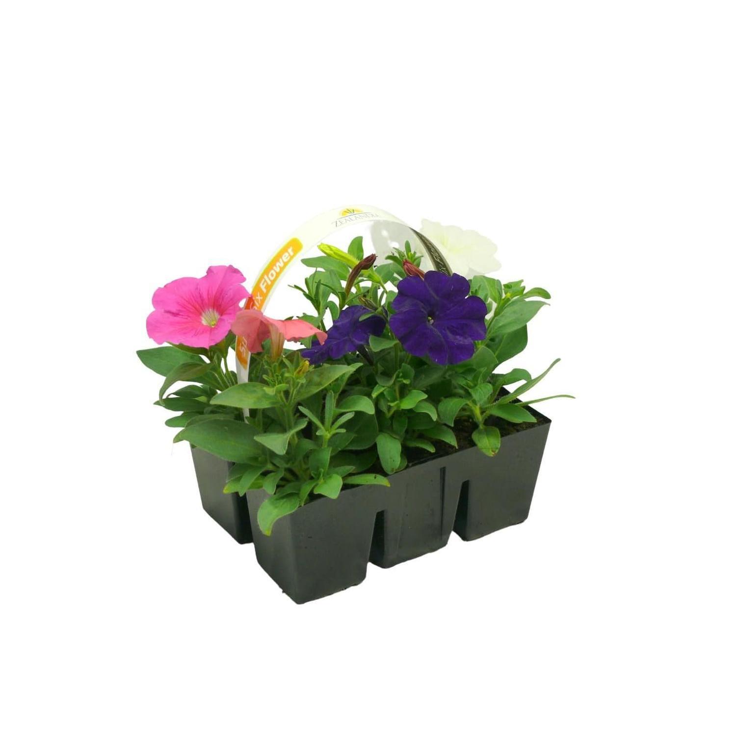 Petunia
