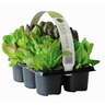 Lettuce Salanova 6 pack
