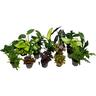 Indoor Foliage Mix 9cm Assorted