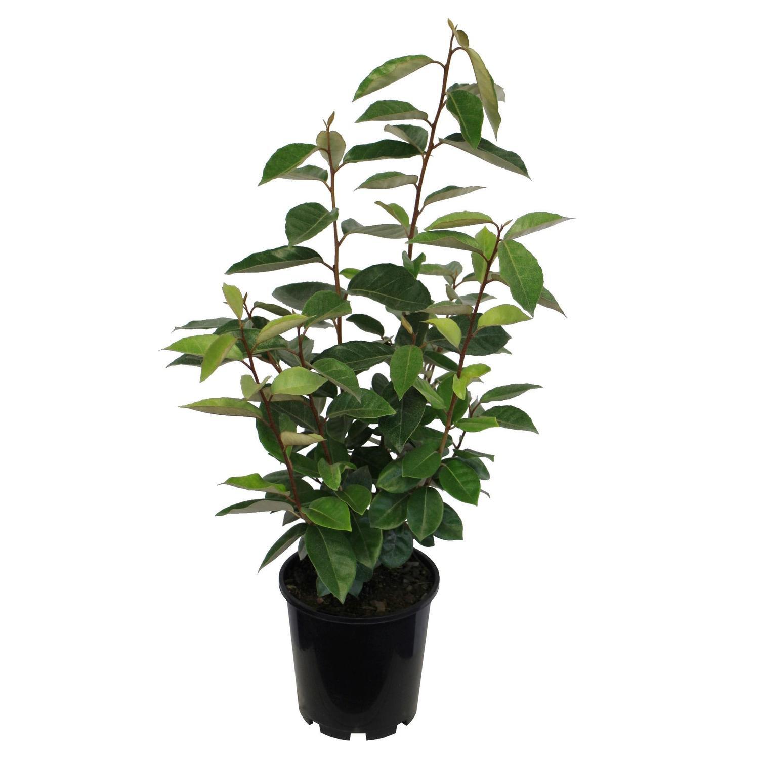 Elaeagnus x ebbingei 3.3 litre