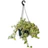 Peperomia Scandens 17.5cm