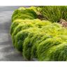 Acacia Limelight PVR
