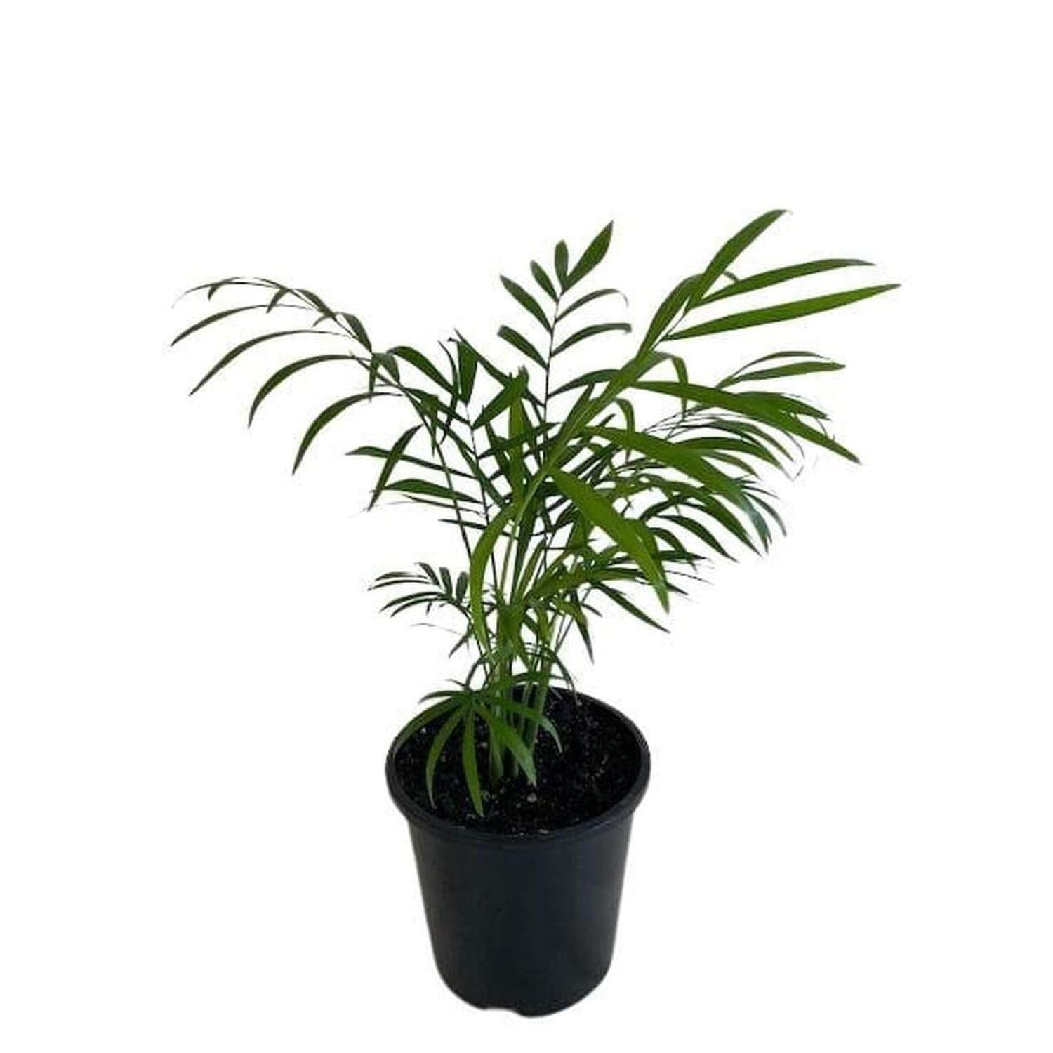 Indoor Parlour Palm