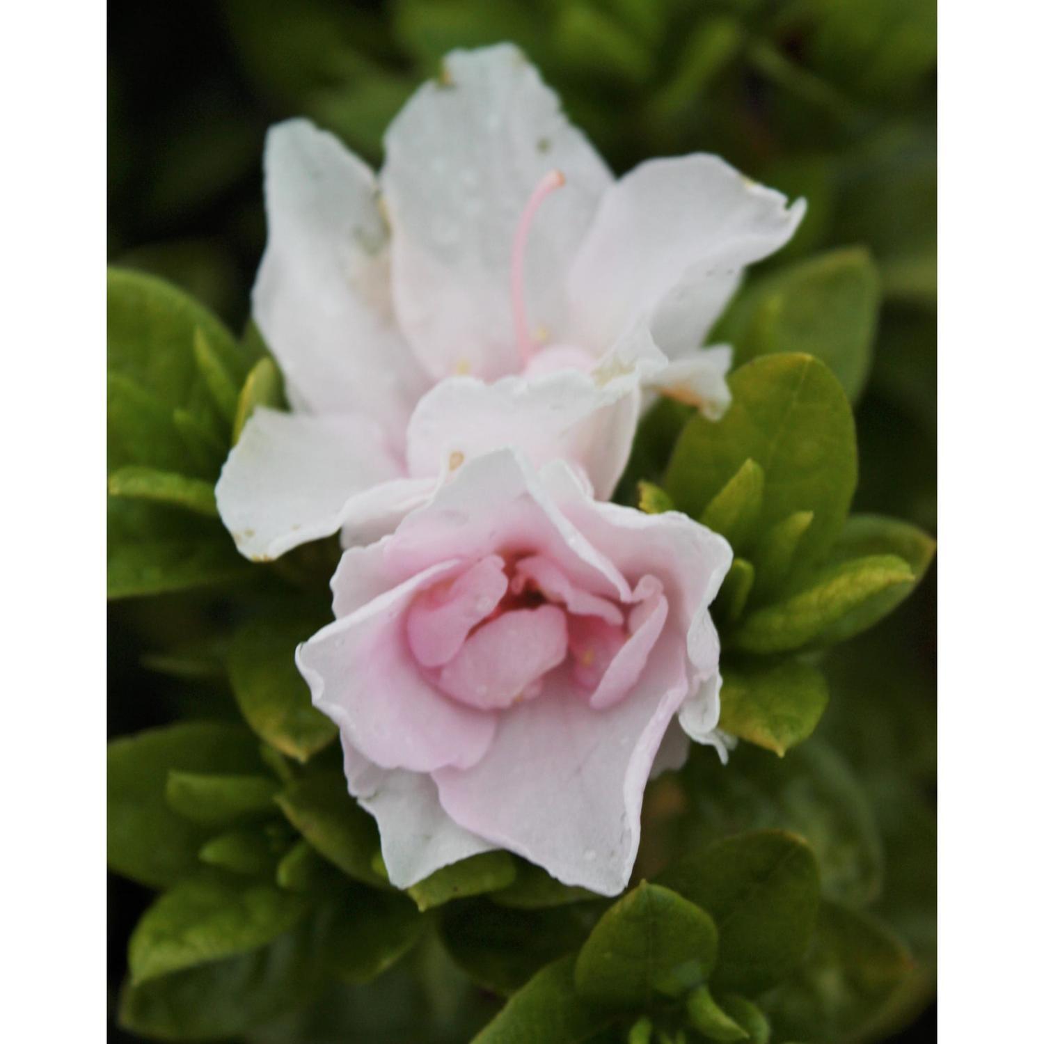 Azalea