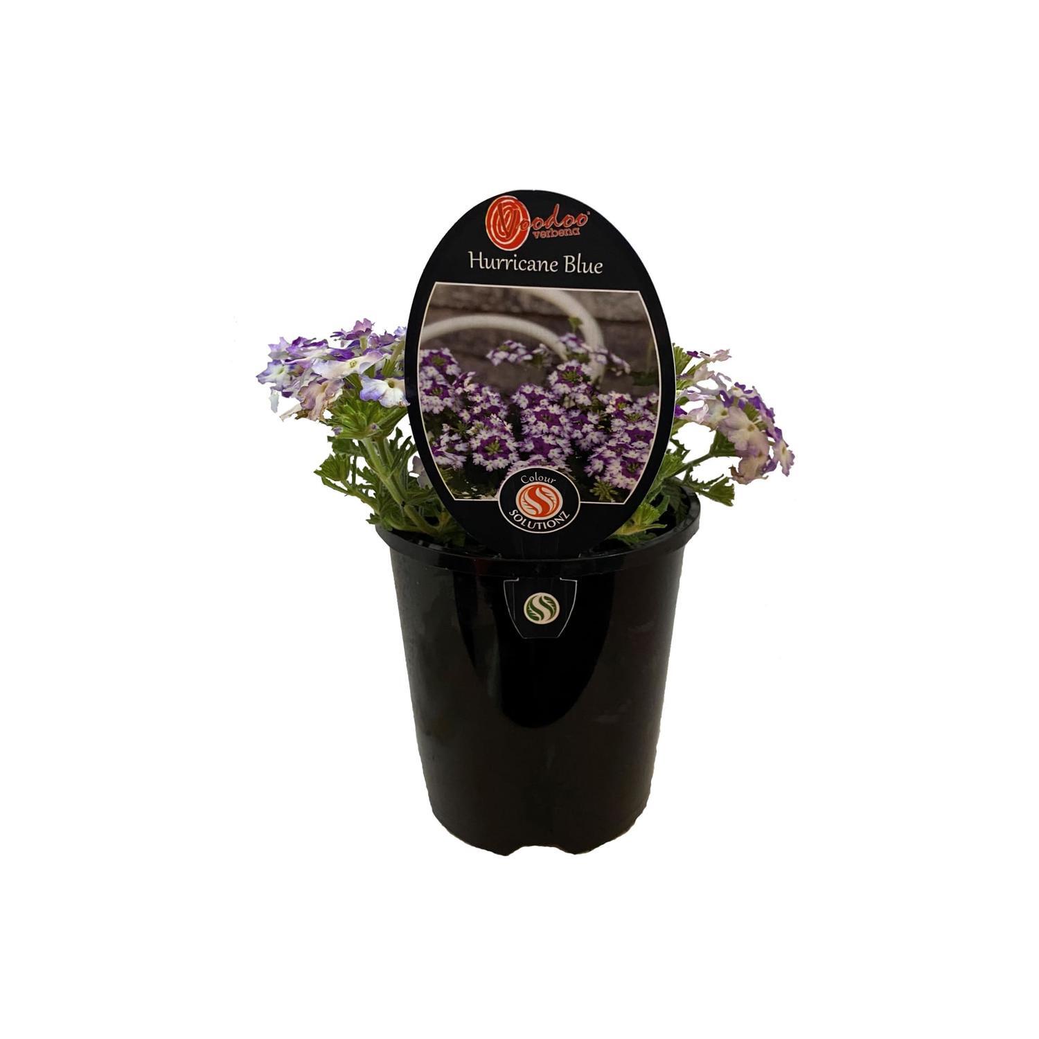 Hurricane Verbena