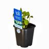Bergamot Bee Balm