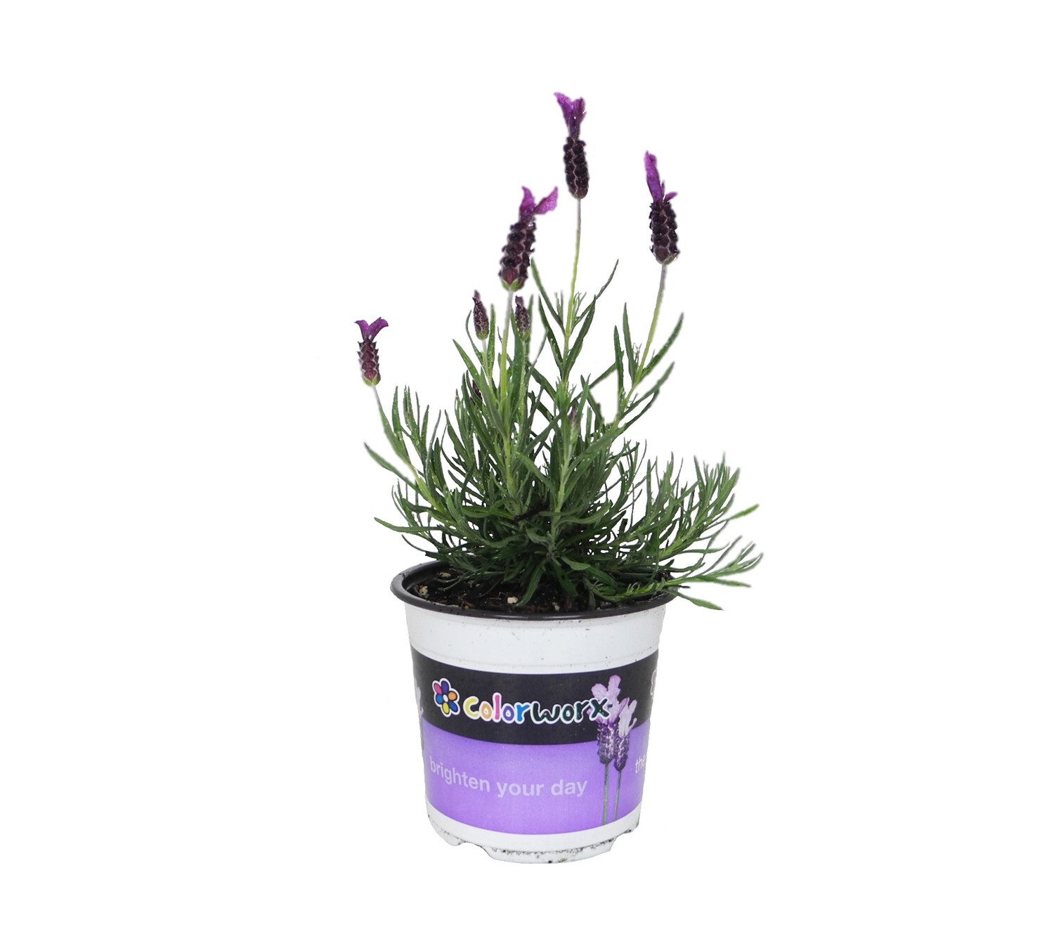 Lavender Major