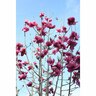 Magnolia Felix