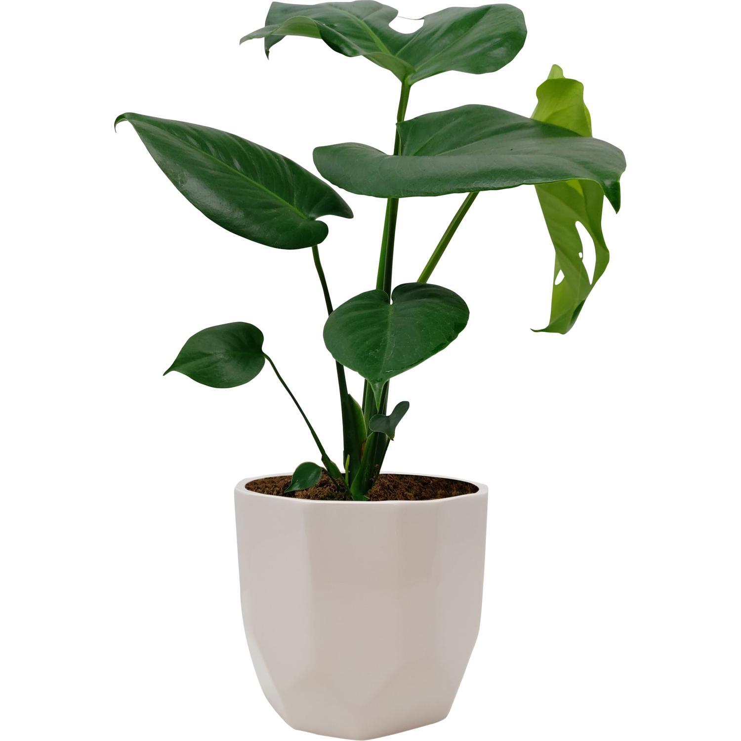 Monstera deliciosa in Ceramic Pot