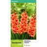 Gladioli Jessica 10 Pack