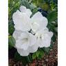 Azalea