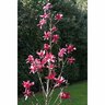 Magnolia Burgandy Star