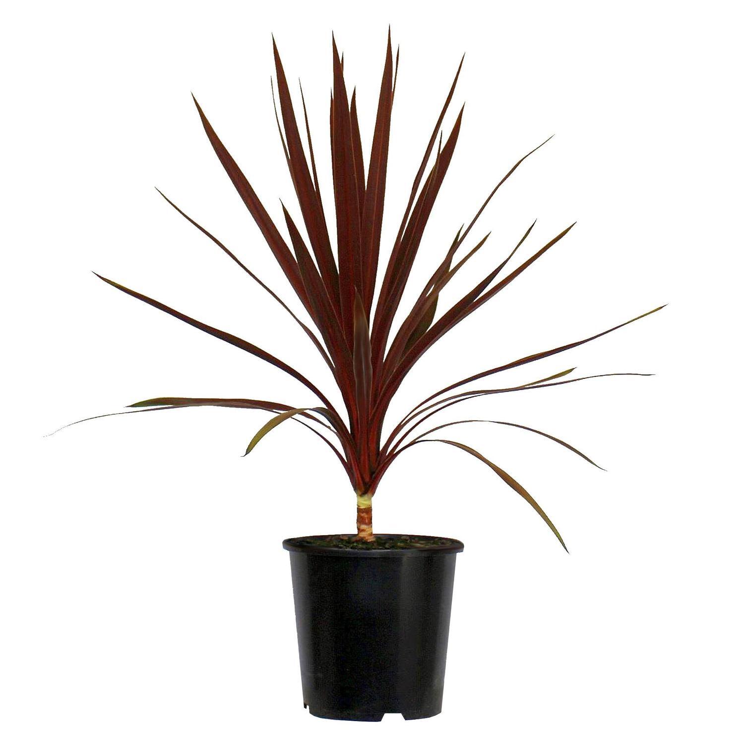 Cordyline Red Star