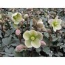 Hellebore Ivory Prince 2.4 litre