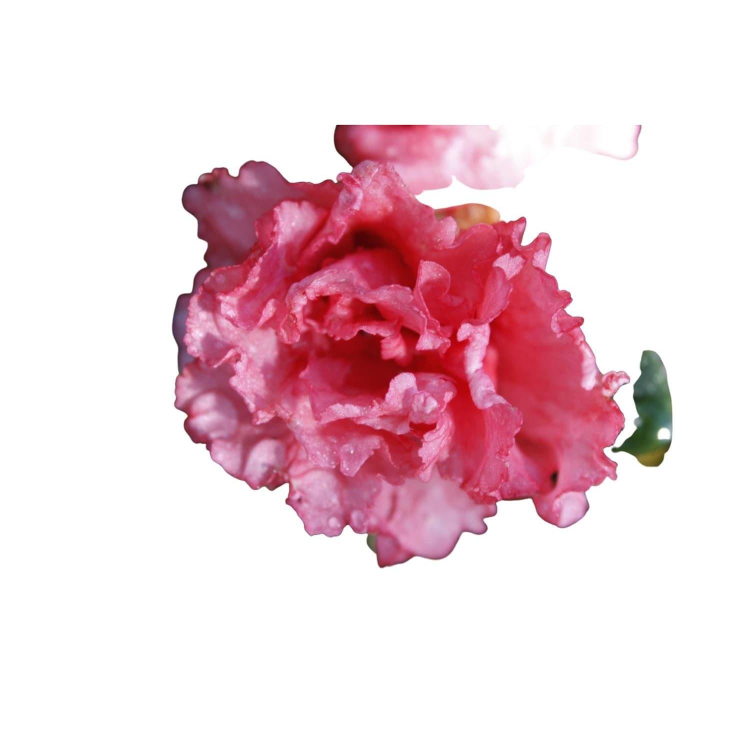 Azalea