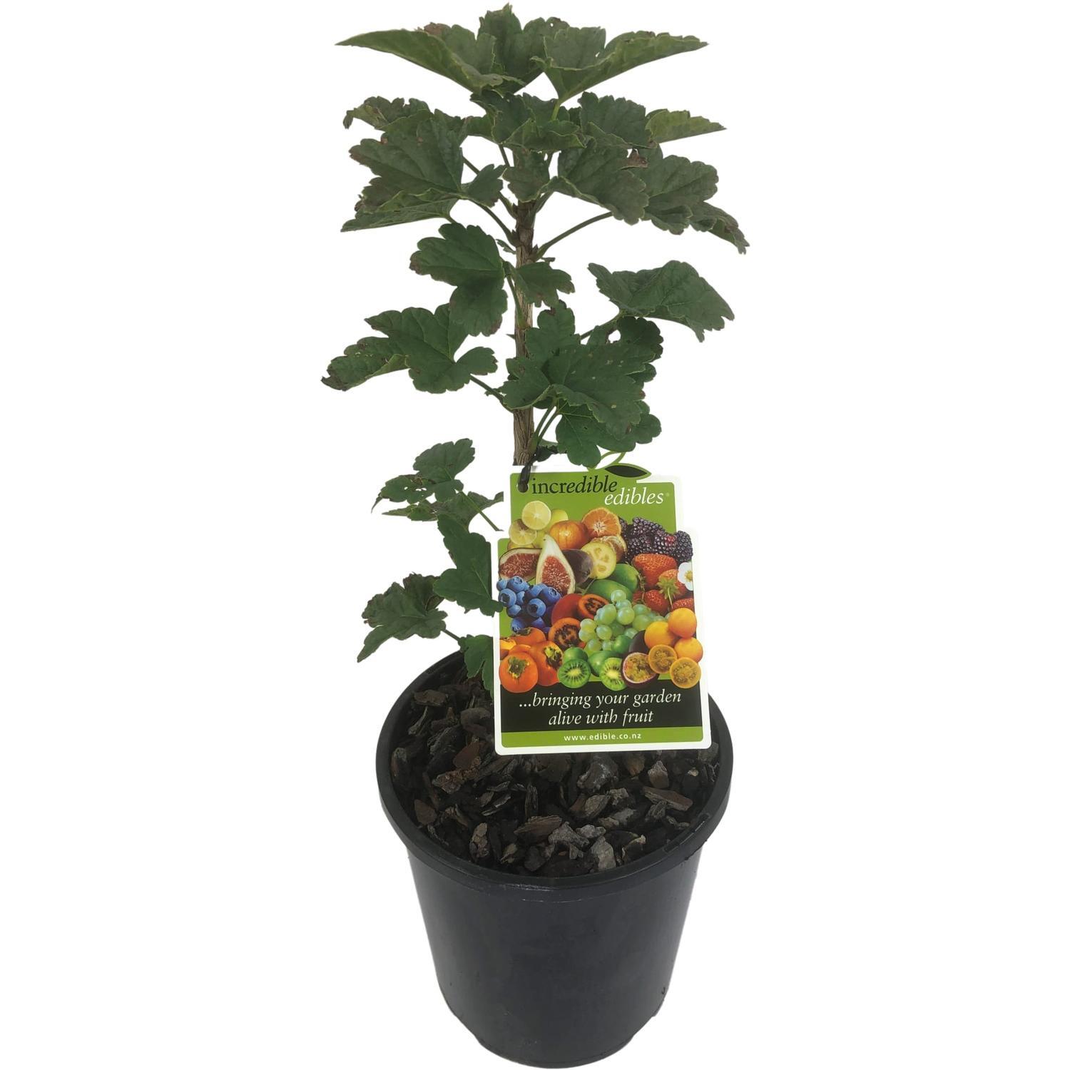 Currant White