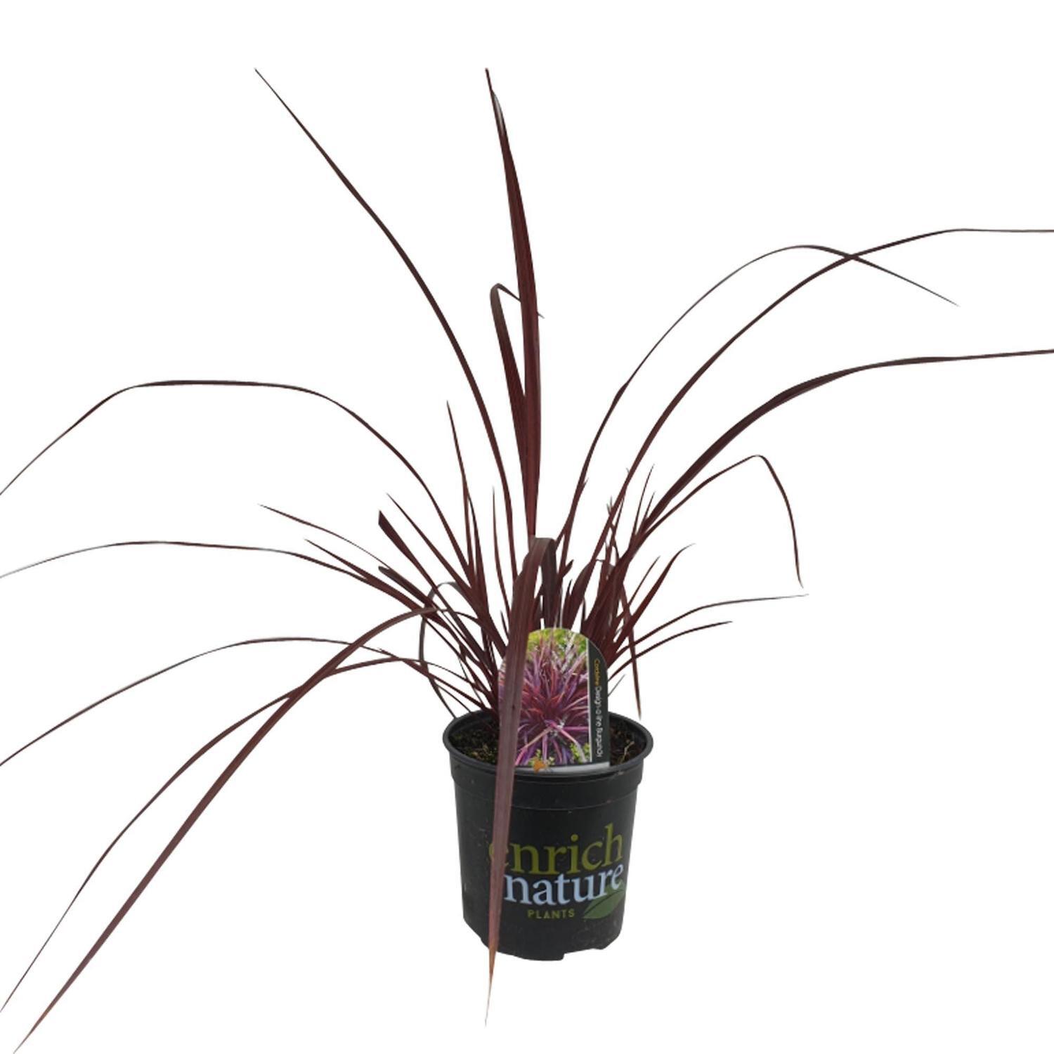 Cordyline 'Designaline Burgundy'