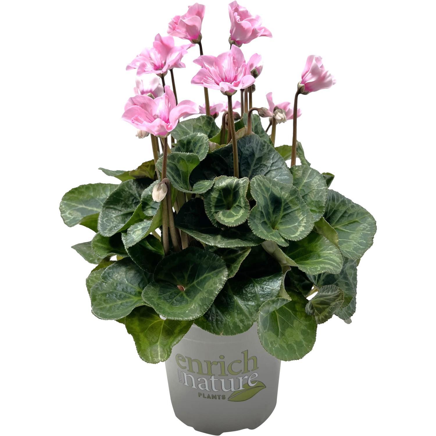 Cyclamen Illusia 13cm