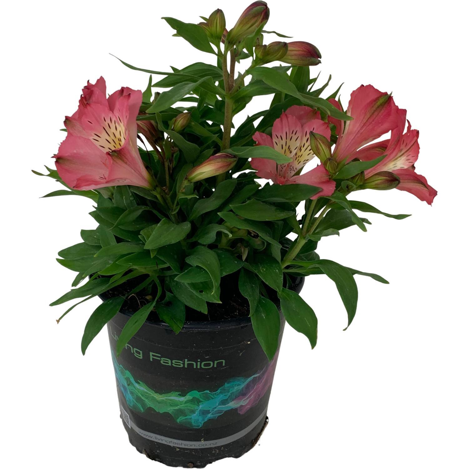 Alstroemeria Inca Coral