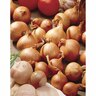 Shallot French Red
