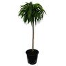 Nectarine Flavourzee 60cm 6L