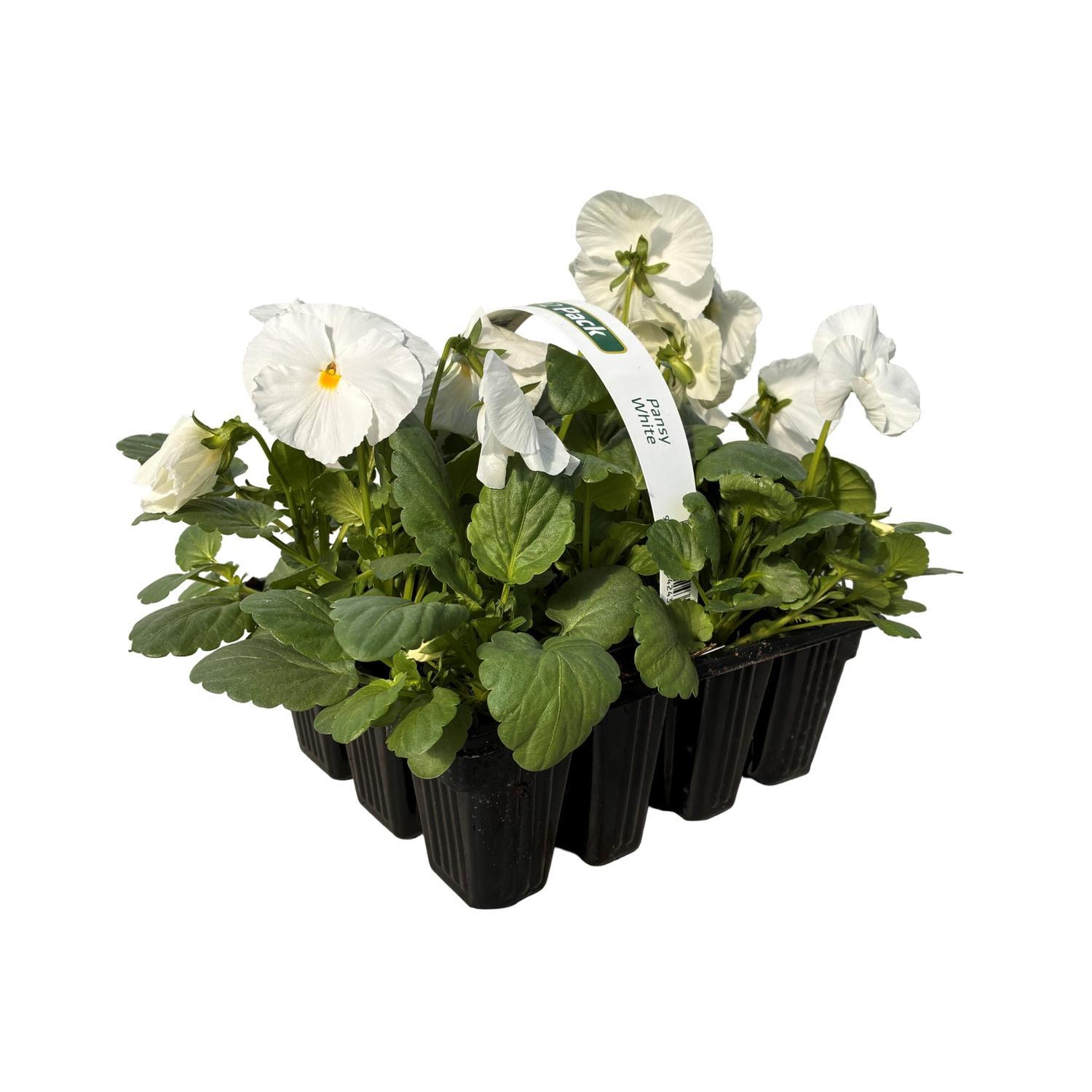 Pansy White Super 12