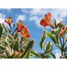 Alstroemeria Inca Mardi Gras