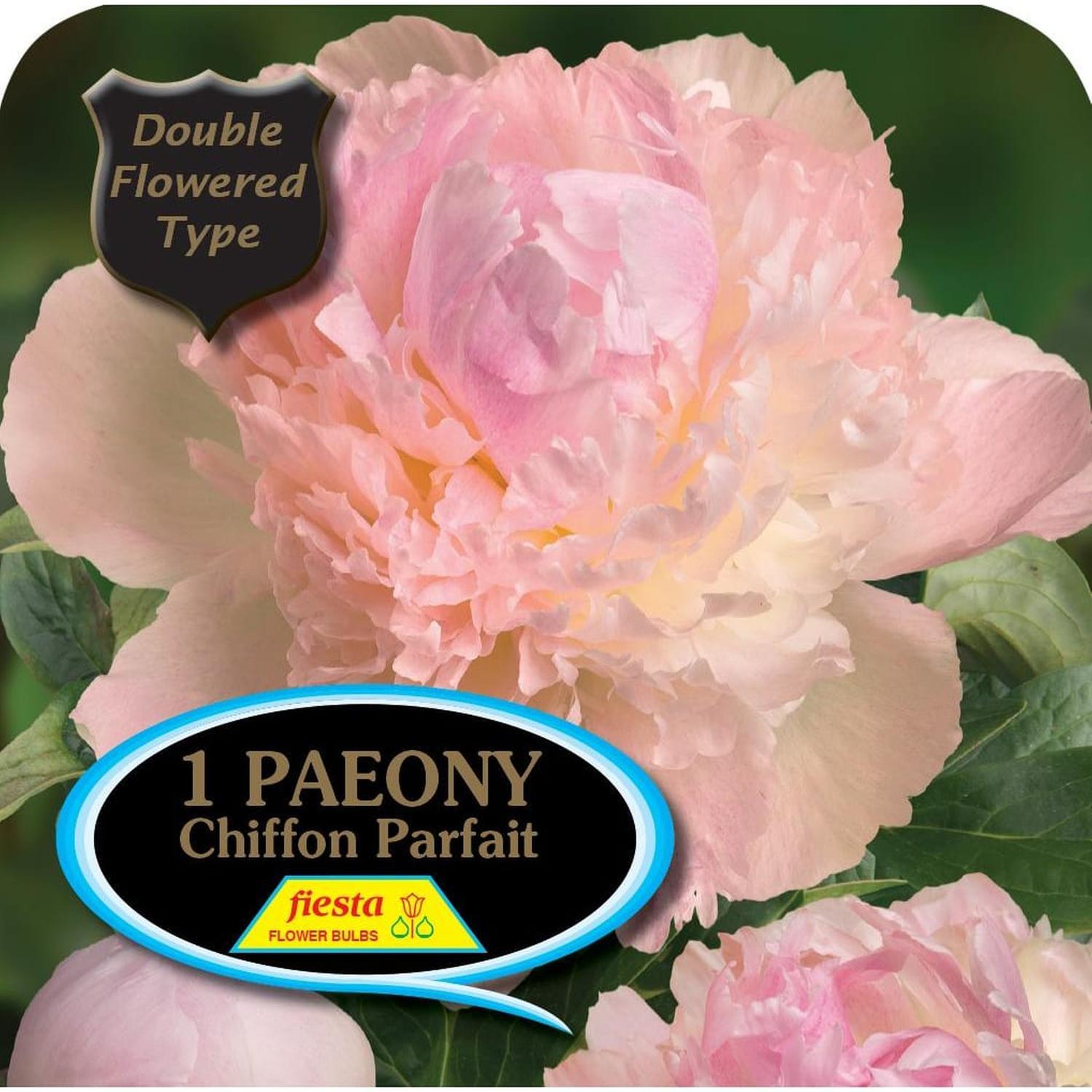 Paeony Bomb Chiffon Parfait