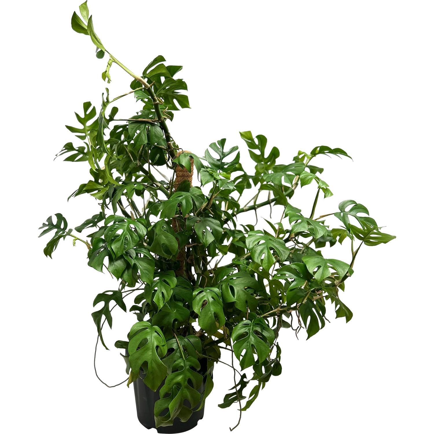 Philodendron Minima Specimen