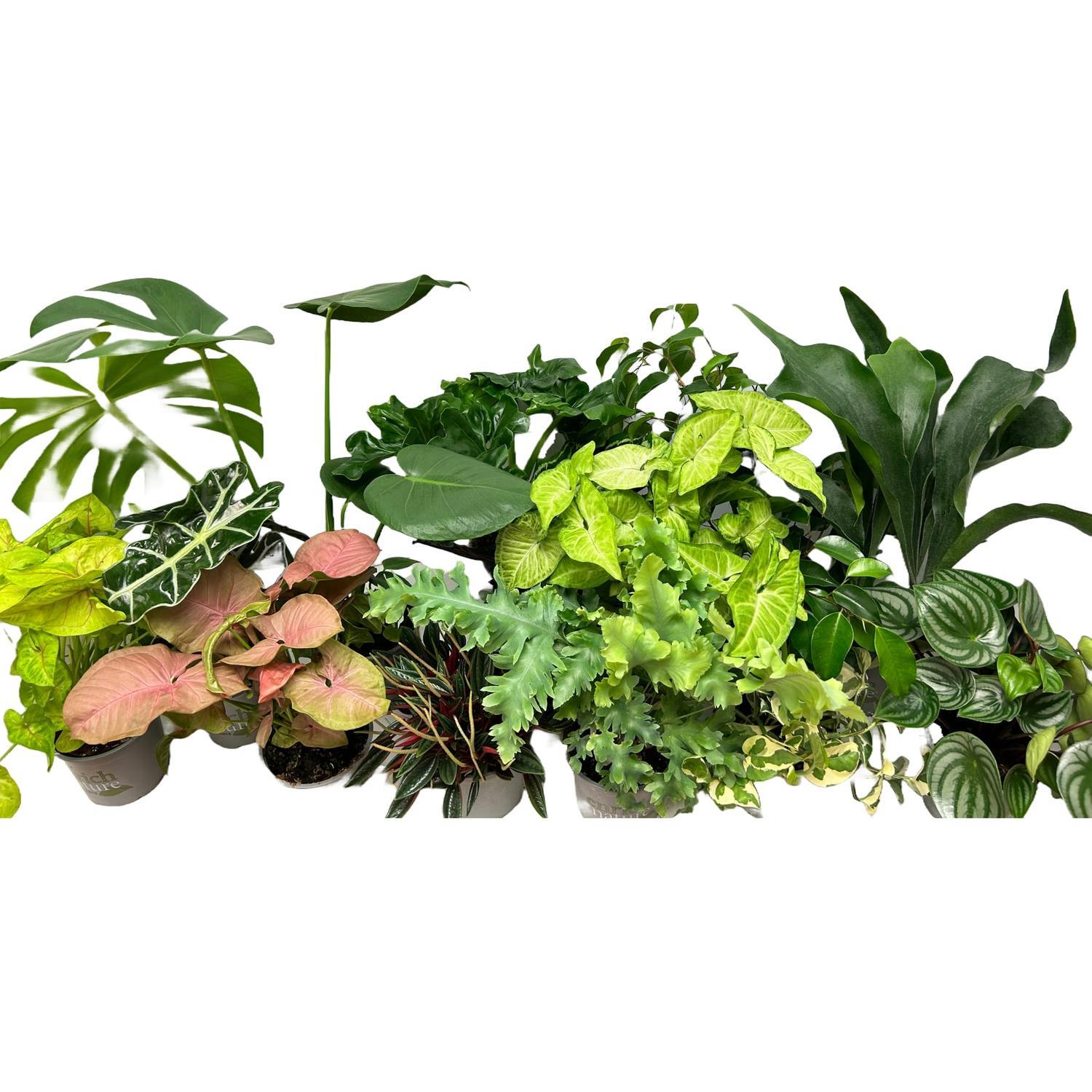 Indoor Foliage 12cm