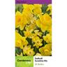 Daffodil Sunshine Mix 20 Pack