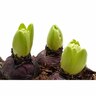 Hyacinth 'Lady Derby'