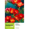 Freesia Single Red Flame Lace 10 pack
