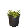 Marjoram Country Cream