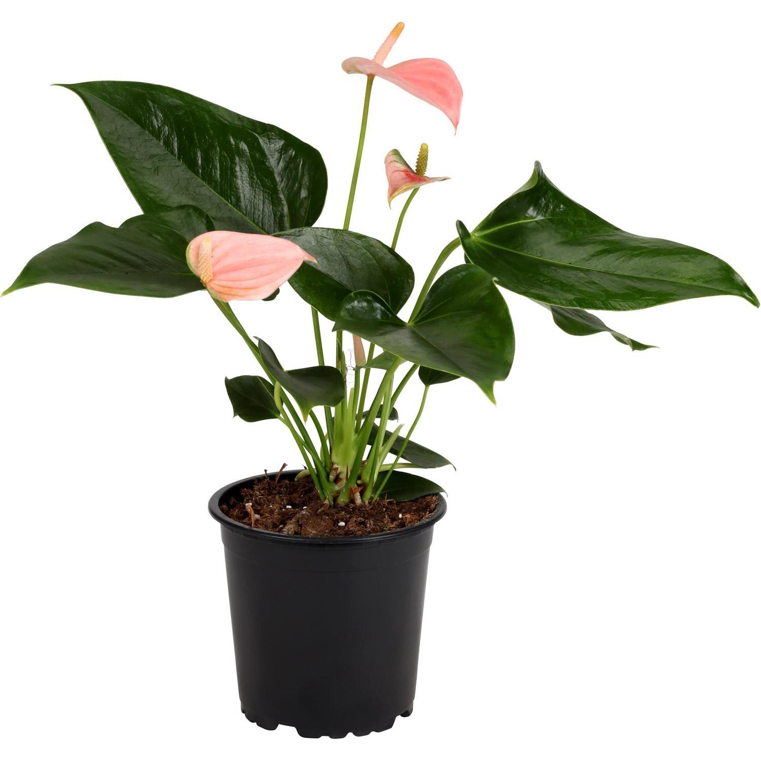 Anthurium Joli Peach 14cm
