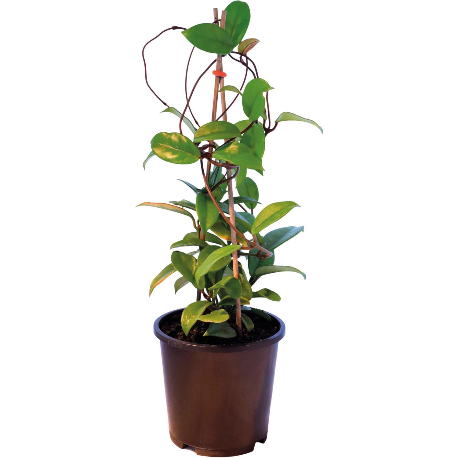 Hoya Carnosa