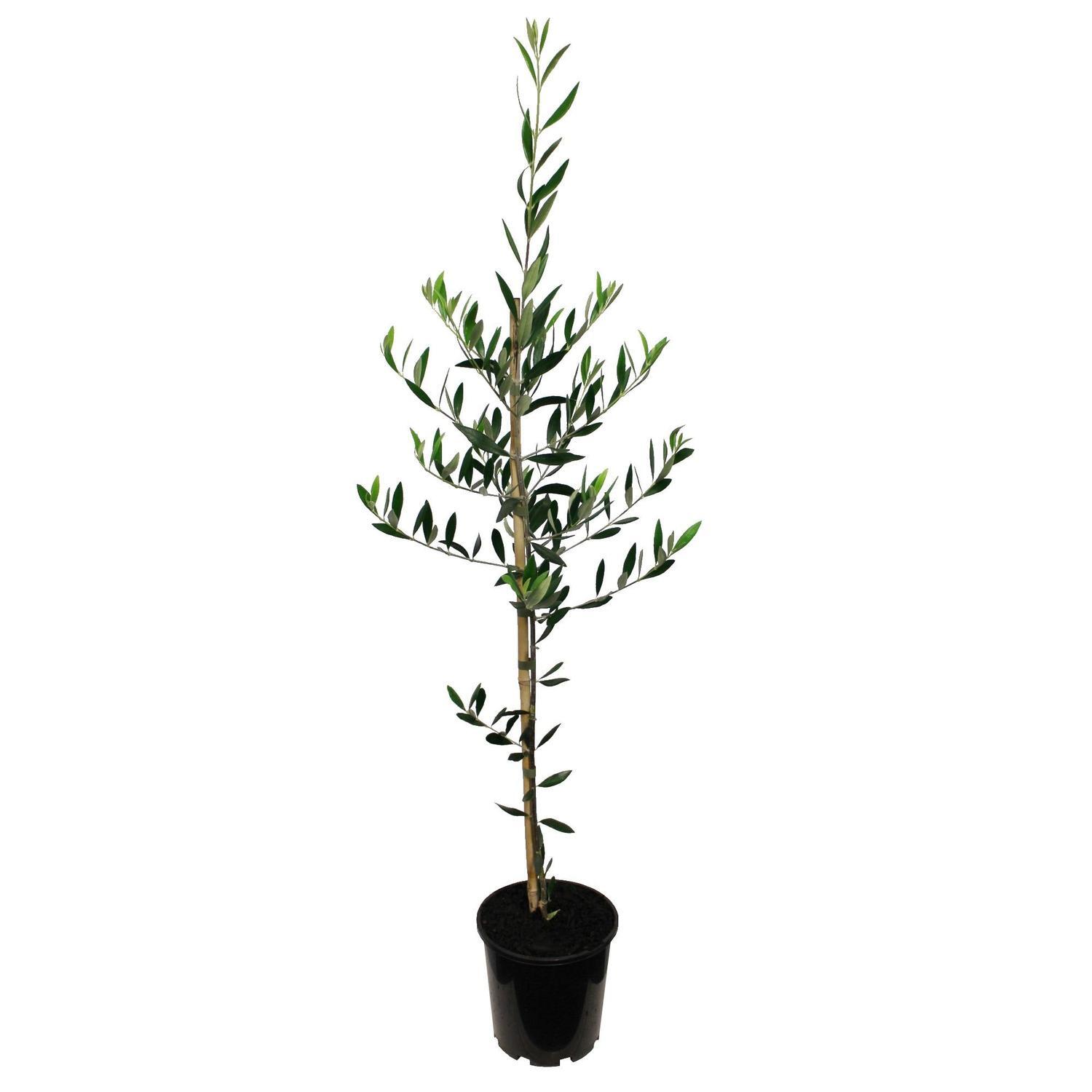 Olive Leccino