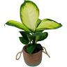 Dieffenbachia in Ceramic Pot