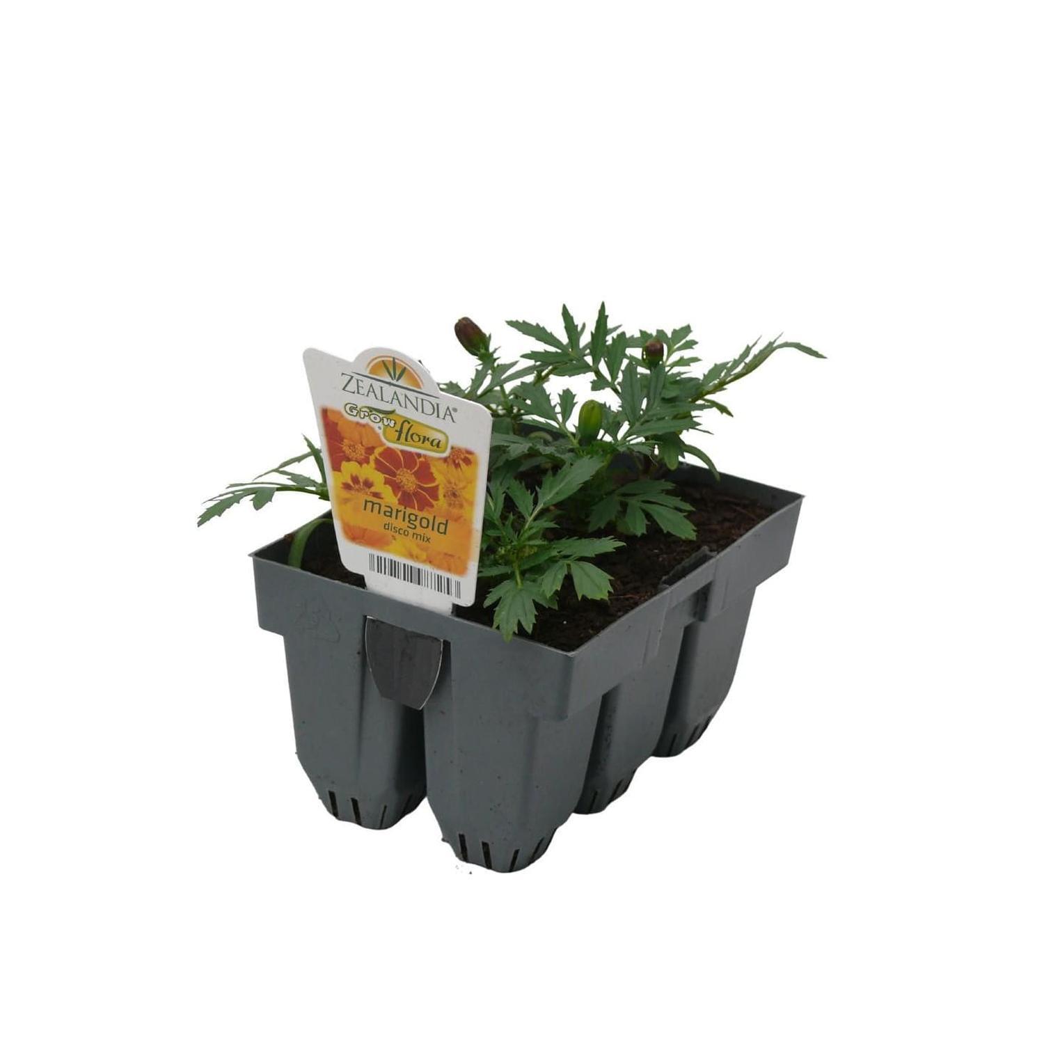 Marigold Disco