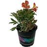 Alstroemeria Inca Mardi Gras