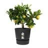 Plastic Pot with Saucer Black 20cm