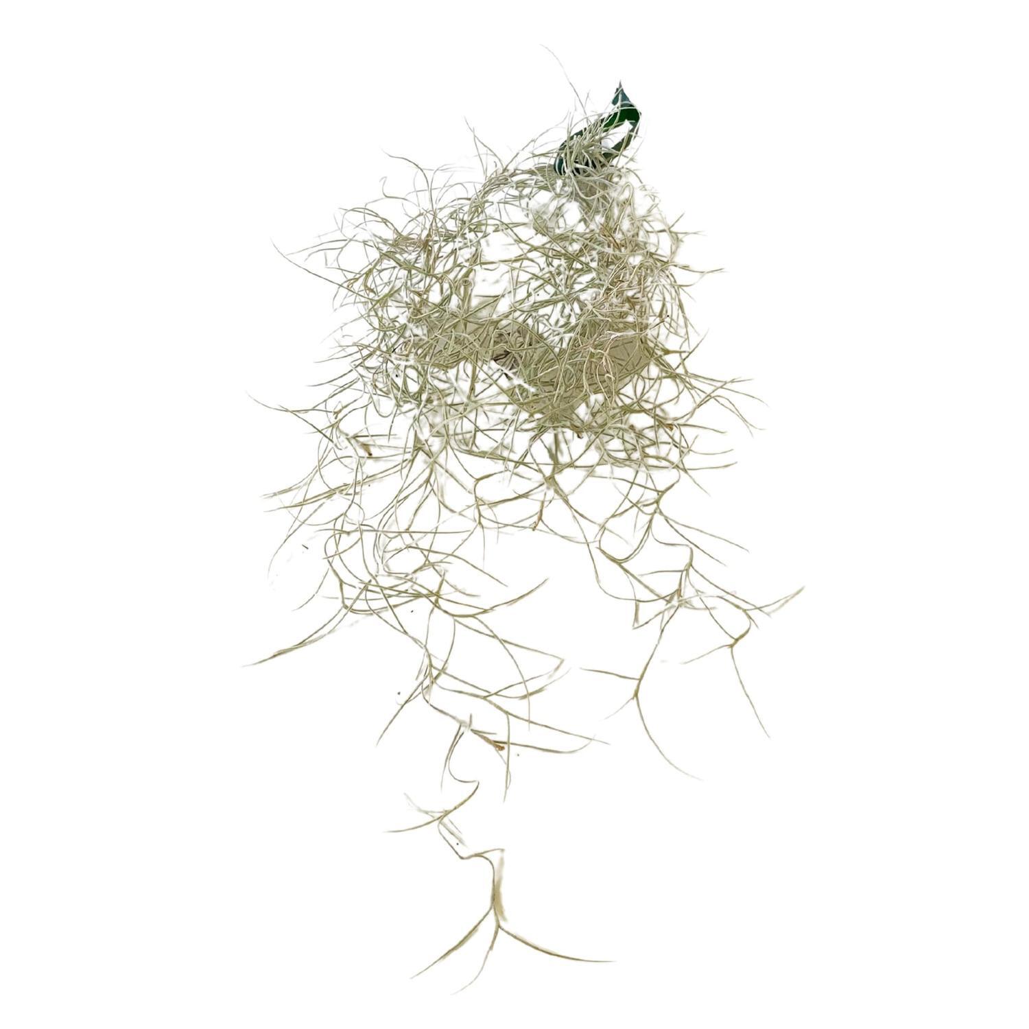 Spanish Moss